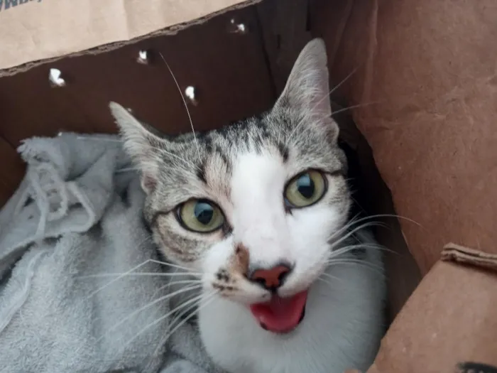 Gato raça SRD-ViraLata idade 2 anos nome Heia
