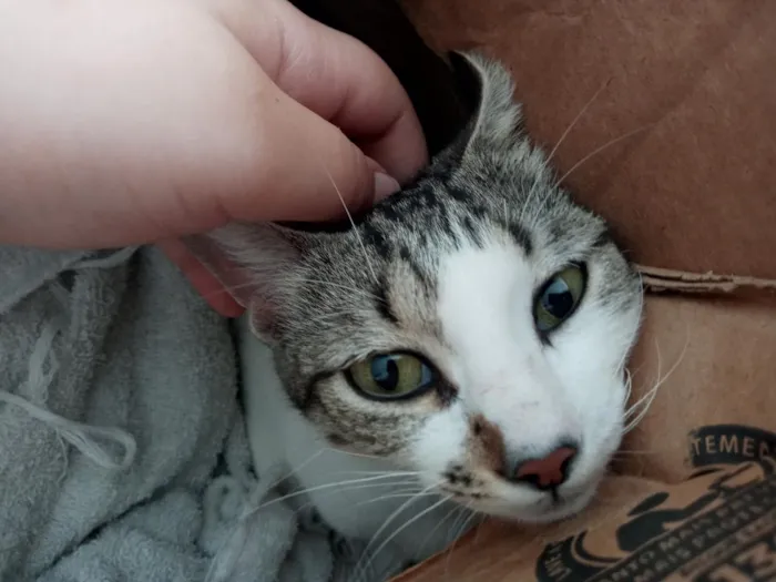 Gato raça SRD-ViraLata idade 2 anos nome Heia