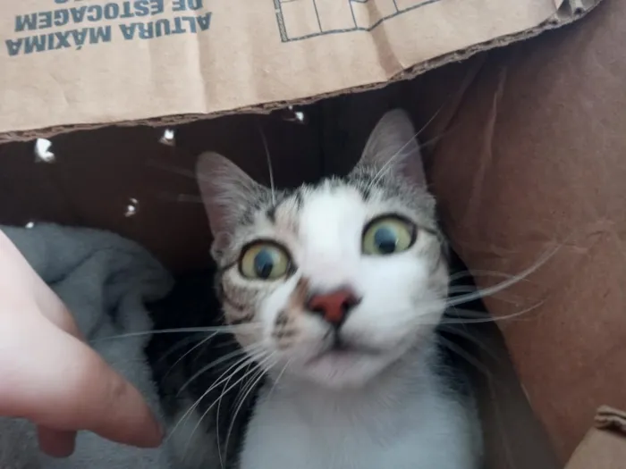 Gato raça SRD-ViraLata idade 2 anos nome Heia