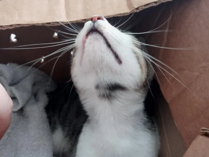 Gato raça SRD-ViraLata idade 2 anos nome Heia