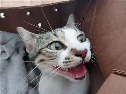 Gato raça SRD-ViraLata idade 2 anos nome Heia