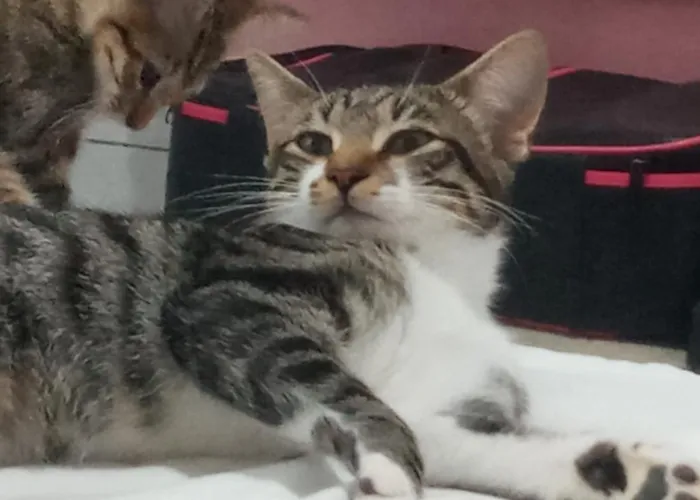 Gato raça SRD-ViraLata idade 1 ano nome Cronos