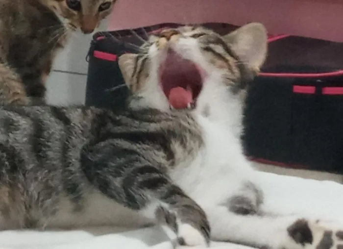 Gato raça SRD-ViraLata idade 1 ano nome Cronos