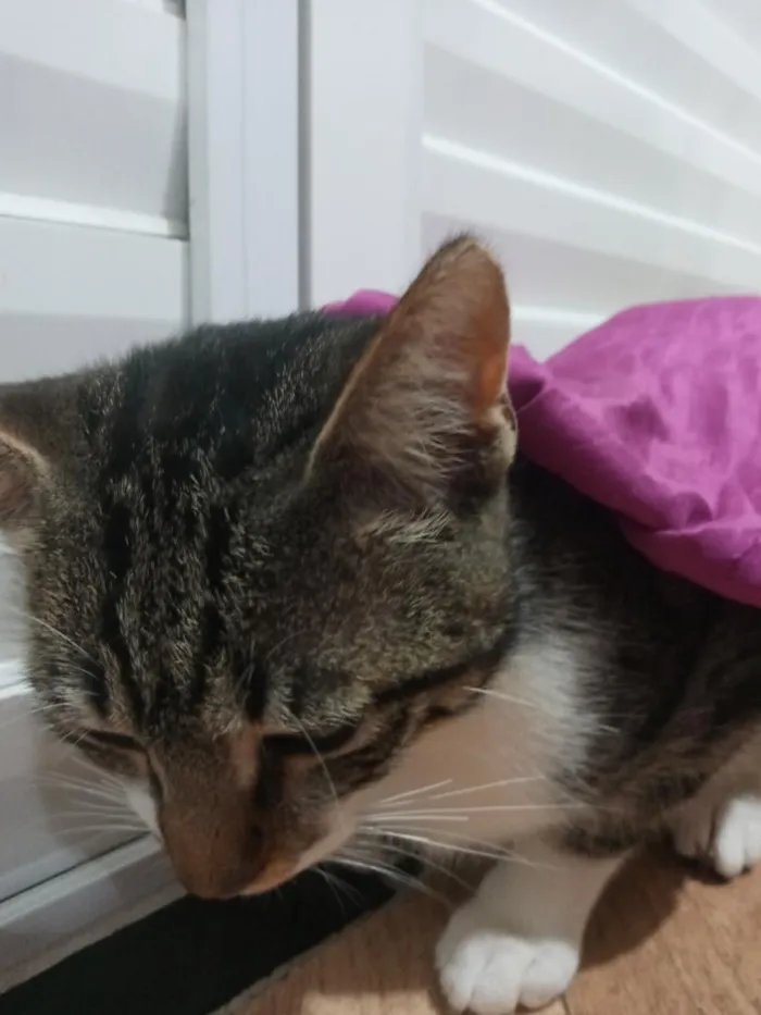 Gato raça SRD-ViraLata idade 1 ano nome Cronos