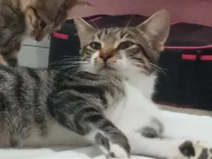 Gato raça SRD-ViraLata idade 1 ano nome Cronos