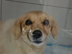 Cachorro raça SRD-ViraLata idade 6 ou mais anos nome sem nome