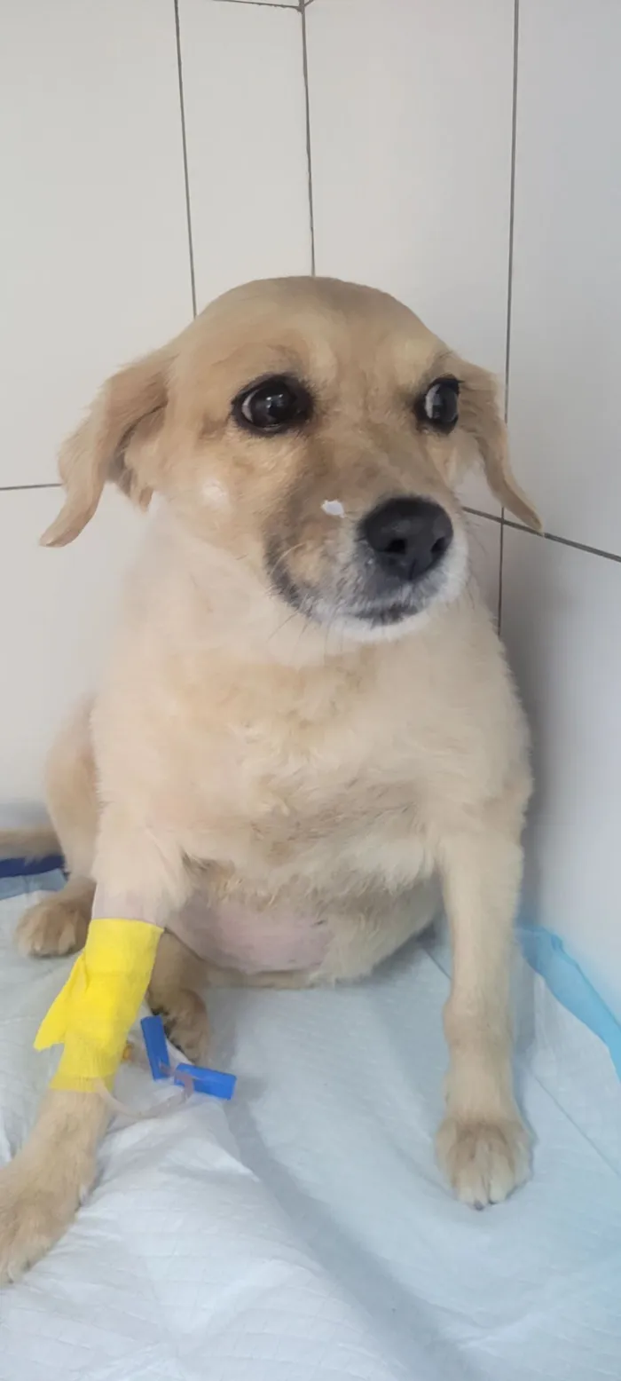 Cachorro raça SRD-ViraLata idade 6 ou mais anos nome sem nome