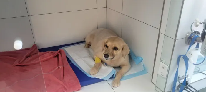 Cachorro raça SRD-ViraLata idade 6 ou mais anos nome sem nome