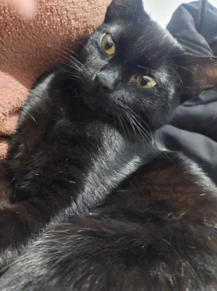 Gato raça SRD-ViraLata idade 7 a 11 meses nome Safira 