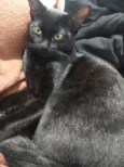 Safira 