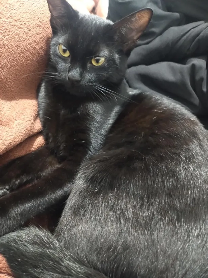 Gato raça SRD-ViraLata idade 7 a 11 meses nome Safira 