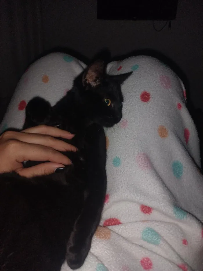 Gato raça SRD-ViraLata idade 7 a 11 meses nome Safira 