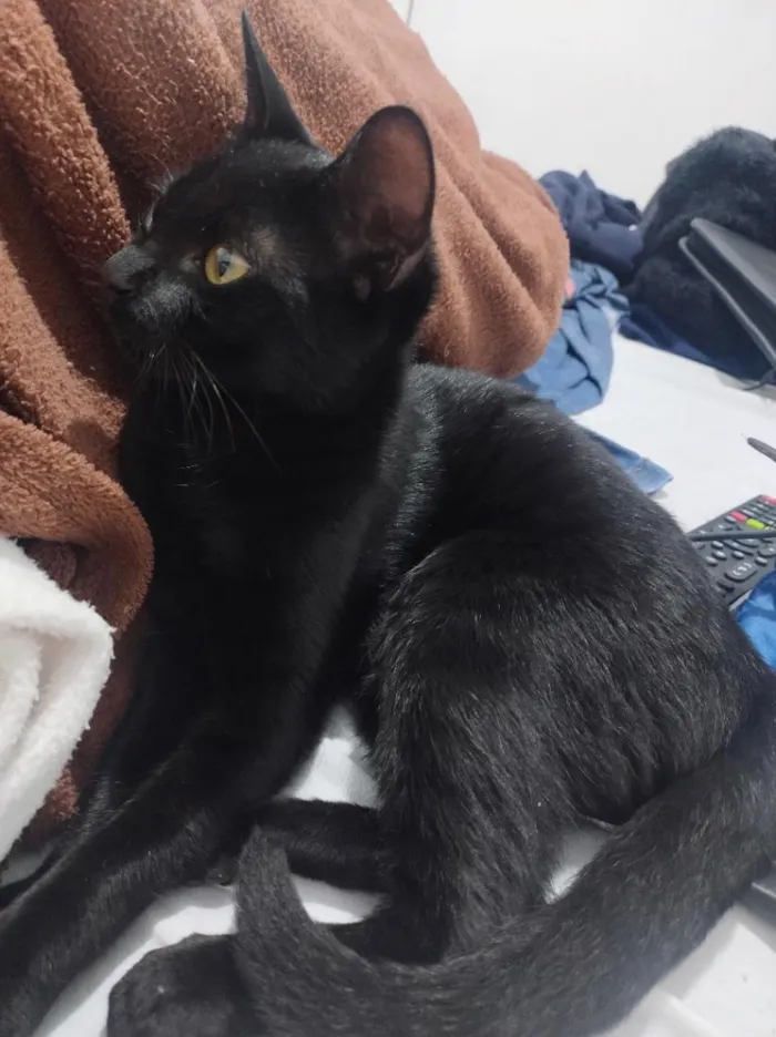 Gato raça SRD-ViraLata idade 7 a 11 meses nome Safira 
