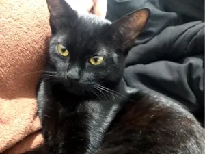 Gato raça SRD-ViraLata idade 7 a 11 meses nome Safira 