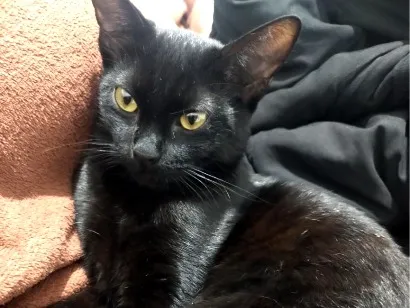 Gato raça SRD-ViraLata idade 7 a 11 meses nome Safira 