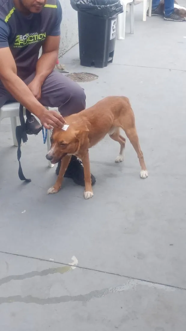 Cachorro raça SRD-ViraLata idade 1 ano nome Duke