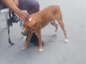 Cachorro raça SRD-ViraLata idade 1 ano nome Duke