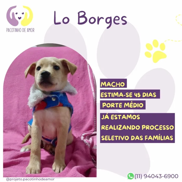 Cachorro raça SRD-ViraLata idade Abaixo de 2 meses nome Lo Borges