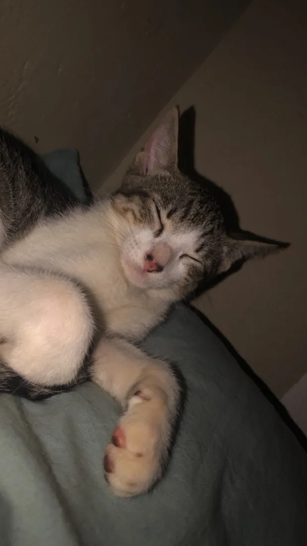 Gato raça Siamês idade 2 a 6 meses nome Lili, bloom, miado