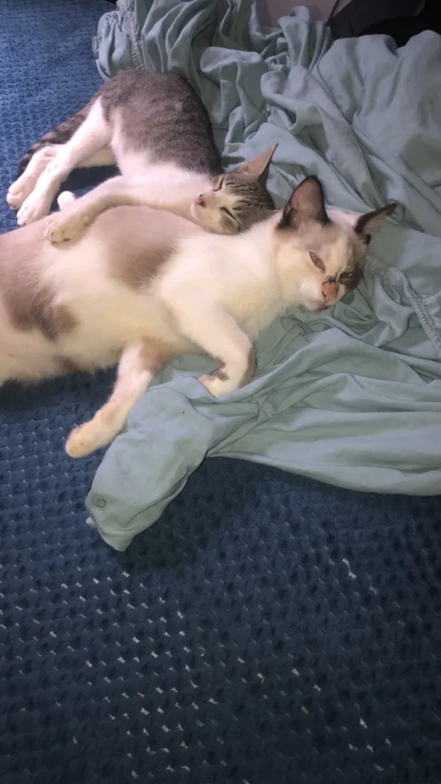 Gato raça Siamês idade 2 a 6 meses nome Lili, bloom, miado