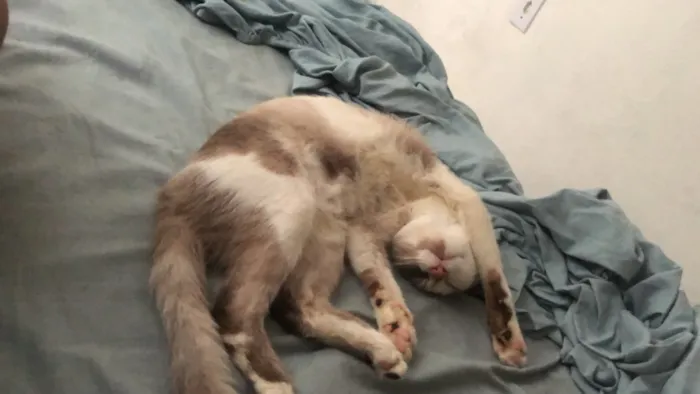 Gato raça Siamês idade 2 a 6 meses nome Lili, bloom, miado