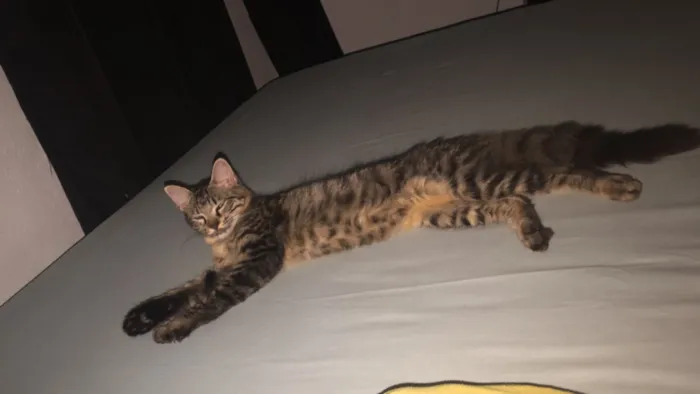 Gato raça Siamês idade 2 a 6 meses nome Lili, bloom, miado