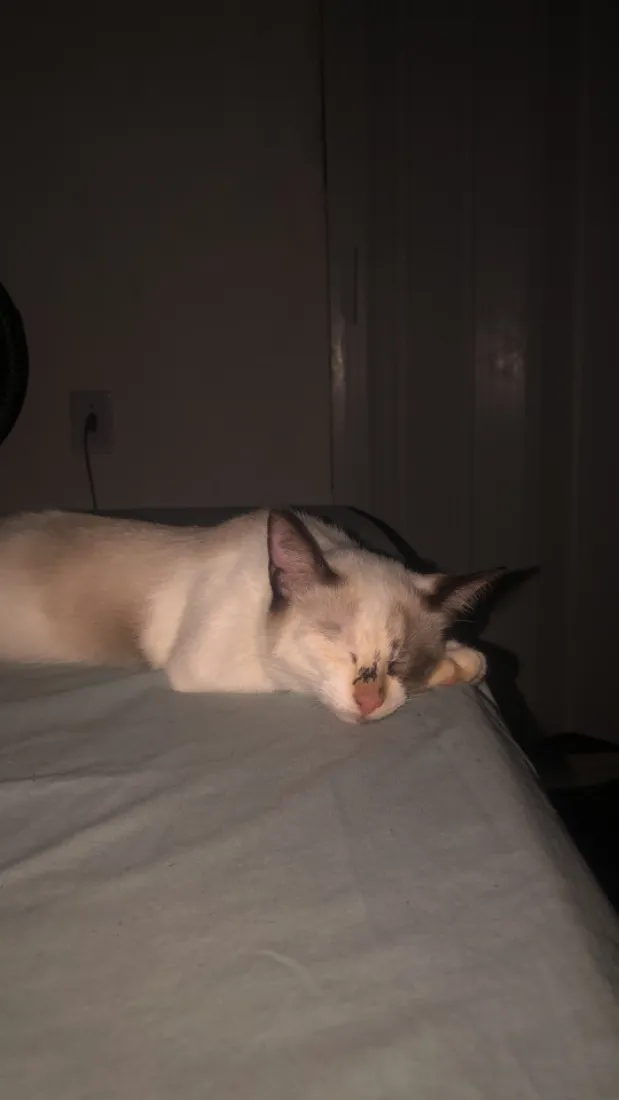 Gato raça Siamês idade 2 a 6 meses nome Lili, bloom, miado