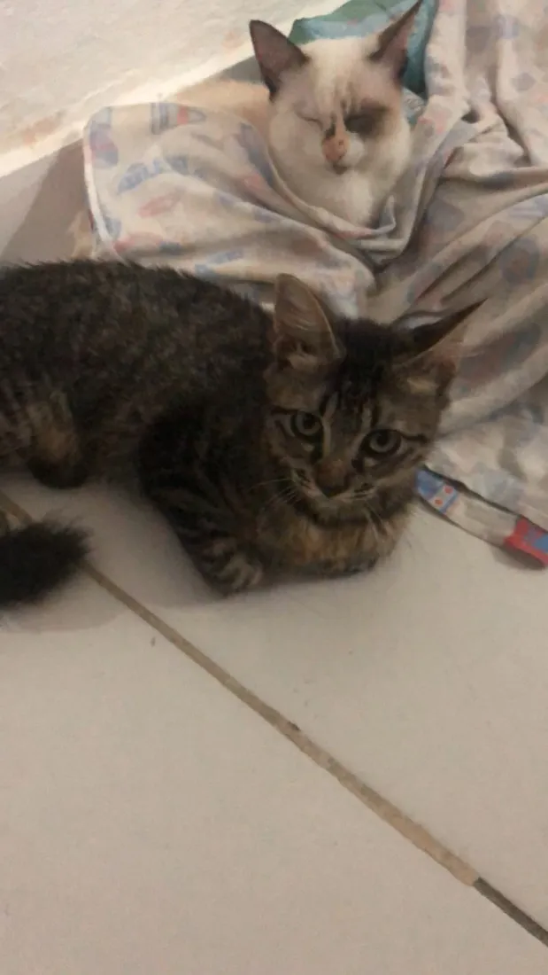 Gato raça Siamês idade 2 a 6 meses nome Lili, bloom, miado