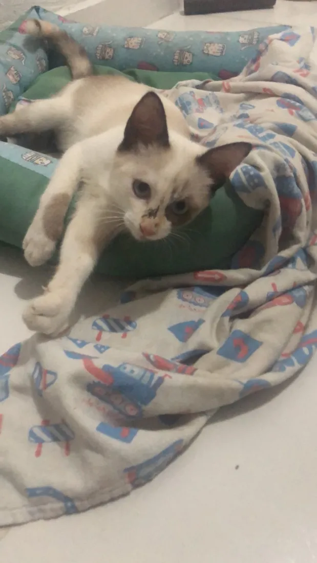 Gato raça Siamês idade 2 a 6 meses nome Lili, bloom, miado
