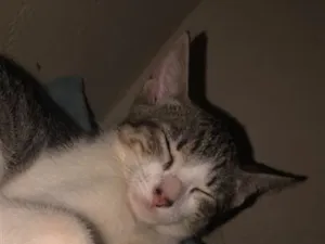 Gato raça Siamês idade 2 a 6 meses nome Lili, bloom, miado