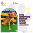 Nina