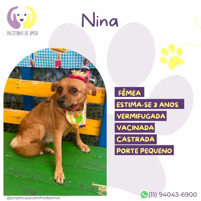 Cachorro raça SRD-ViraLata idade 3 anos nome Nina