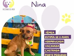 Cachorro raça SRD-ViraLata idade 3 anos nome Nina
