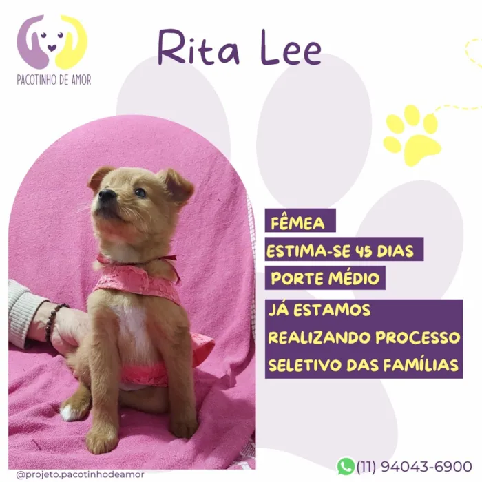 Cachorro raça SRD-ViraLata idade Abaixo de 2 meses nome Rita Lee