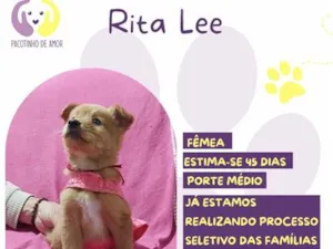 Cachorro raça SRD-ViraLata idade Abaixo de 2 meses nome Rita Lee