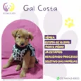 Gal Costa