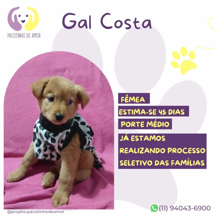 Cachorro raça SRD-ViraLata idade Abaixo de 2 meses nome Gal Costa