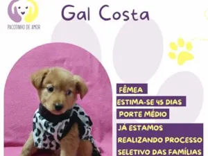 Cachorro raça SRD-ViraLata idade Abaixo de 2 meses nome Gal Costa