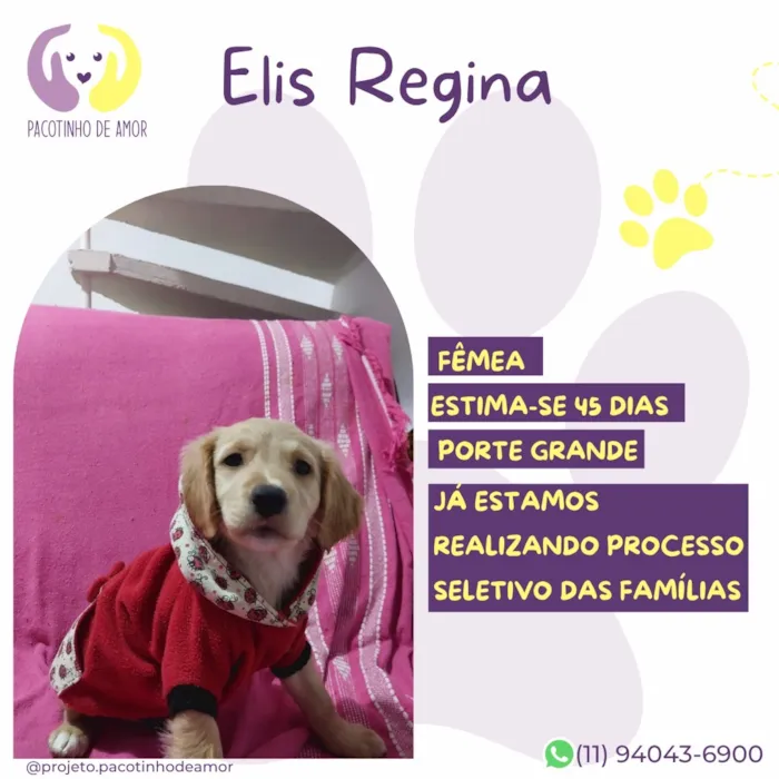 Cachorro raça SRD-ViraLata idade Abaixo de 2 meses nome Elis Regina