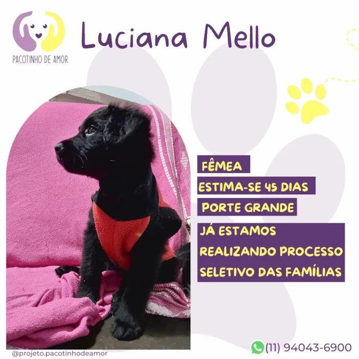 Cachorro raça SRD-ViraLata idade Abaixo de 2 meses nome Luciana Mello