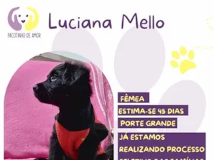 Cachorro raça SRD-ViraLata idade Abaixo de 2 meses nome Luciana Mello