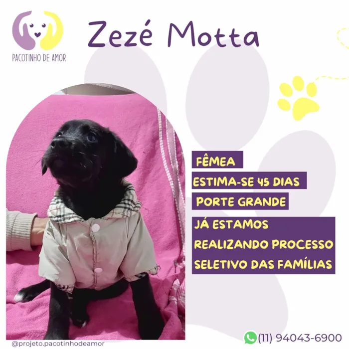 Cachorro raça SRD-ViraLata idade Abaixo de 2 meses nome Zezé Motta