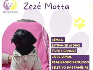 Cachorro raça SRD-ViraLata idade Abaixo de 2 meses nome Zezé Motta