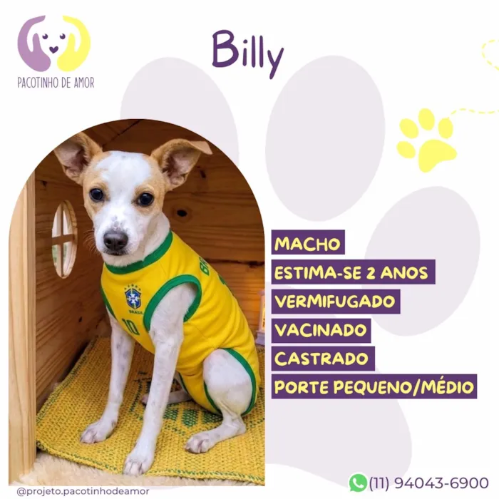Cachorro raça SRD-ViraLata idade 2 anos nome Billy