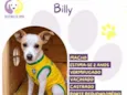 Billy