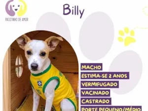 Cachorro raça SRD-ViraLata idade 2 anos nome Billy