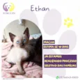 Ethan
