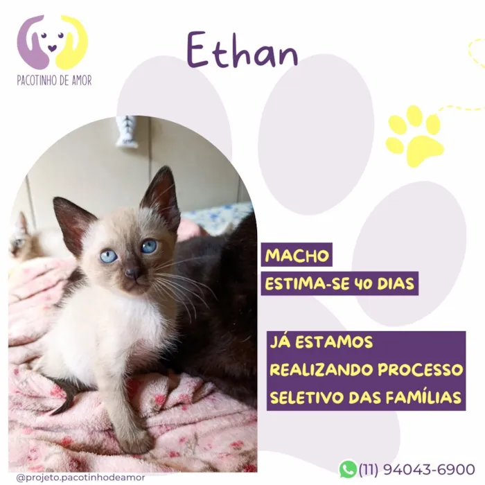 Gato raça SRD-ViraLata idade Abaixo de 2 meses nome Ethan