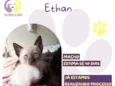 Ethan