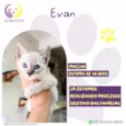 Evan